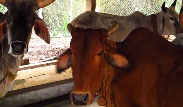 यूपी की जेलों में कैदियों से योगी सरकार कराएगी “गौ सेवा”