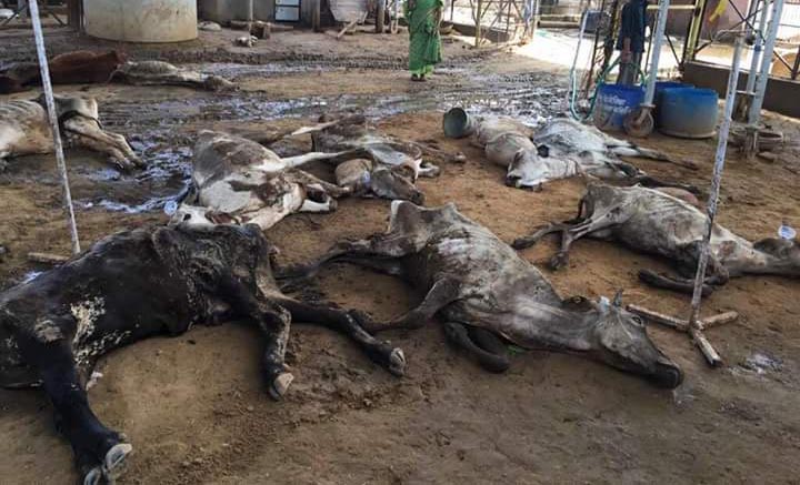 हरियाणा की गौशाला में बारिश और खाने पीने की अव्यवस्था के चलते 25 गायो की मौत