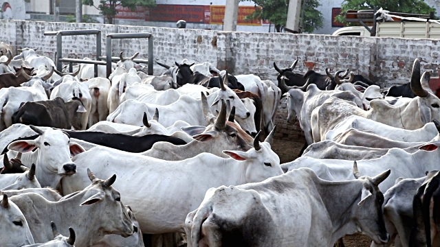 कई गायो के साथ रेप का आरोपी राजकुमार रंगेहाथ पकड़ा गया