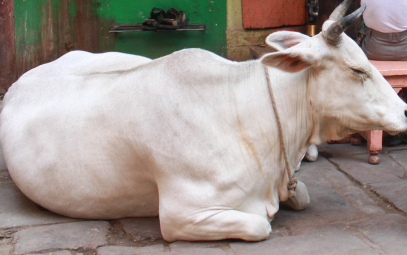 फैज़ाबाद की गौशाला में 15 दिन में 28 गायों की मौत