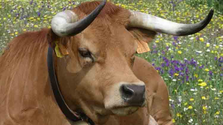 गुजरात: बीजेपी सांसद पर गाय का हमला, सीने की दो पसलियां टूटीं