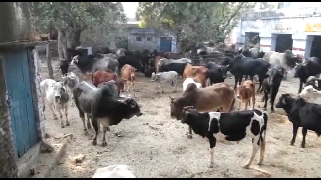 गौवंश से किसान परेशान, 800 गौवंश स्कूल में किये बंद