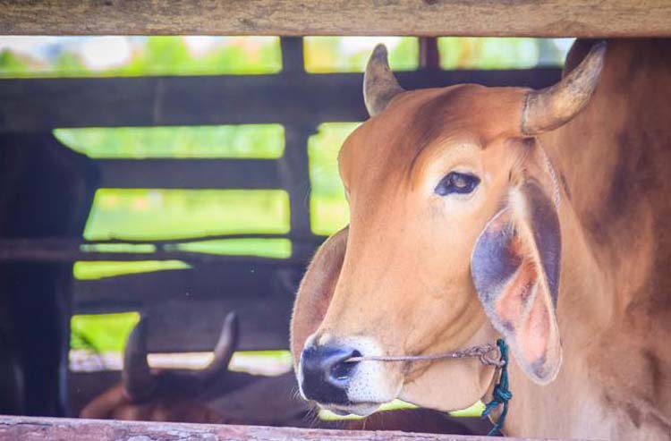 अयोध्या की गौशाला में 50 से अधिक गौवंशो की मौत, आनन फानन में दफन