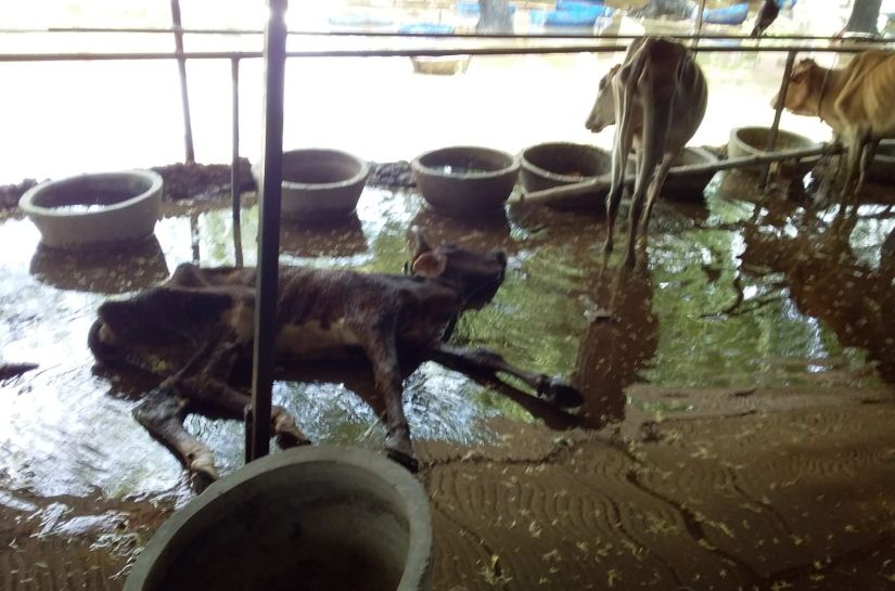 ‘योगीराज में जलभराव से जूझती गोशाला’, जिम्मेदार बने लापरवाह