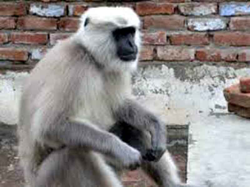 खौफ में खाकी: सिर्फ पुलिसकर्मियों पर हमले कर रहा ये लंगूर
