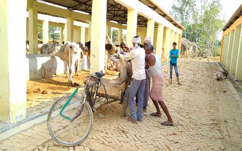 ‘गोकशी’ से तो बची गाय, पर गोशालाओं में क्यों दम तोड़ रही हैं व्यवस्थाएँ ?