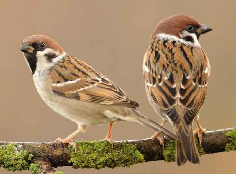 प्यारी घरेलू गौरैया की कहानी