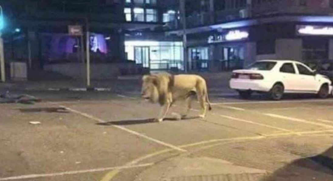 fact Check: Putin released around 500 lions to make people stay indoor