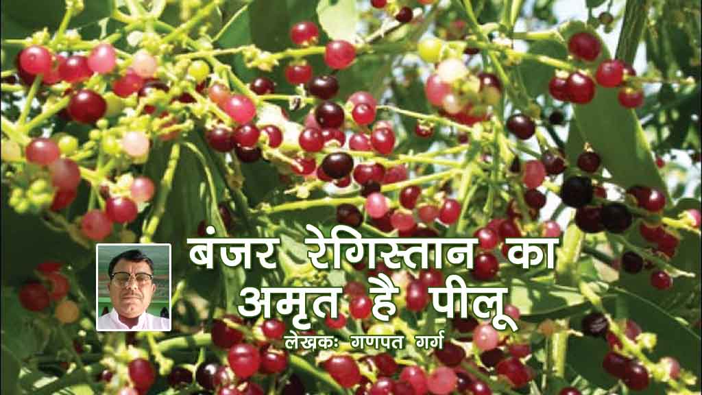 बंजर रेगिस्तान का अमृत है पीलू