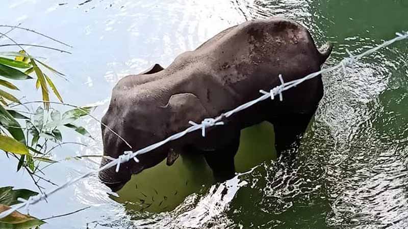 पड़ताल: क्या हथिनी की हत्या को हिन्दू-मुस्लिम रंग देना चाहती थी बीजेपी