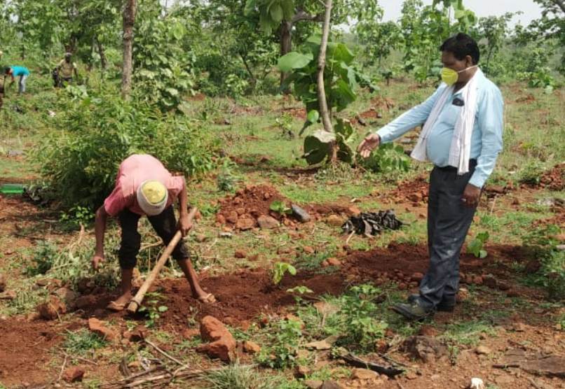 वन विभाग के कैम्पामद ऊर्जा वन वृक्षारोपण में मृत पौधों के स्थान पर लगाए गए नये पौधे