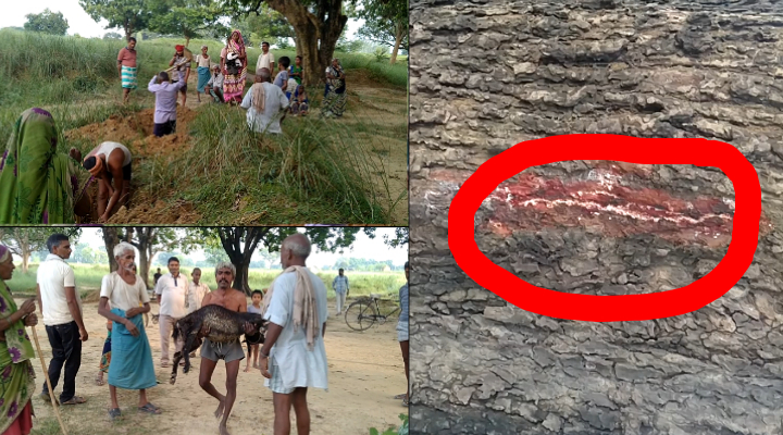 अमेठी में आसमानी बिजली का कहर, चार बकरियों की मौत