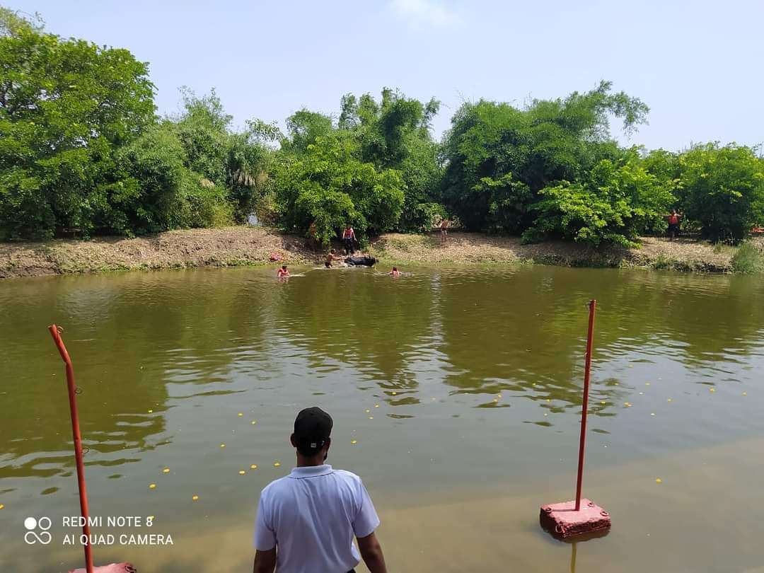 टापू पर फंसे बछड़े को एसडीईआरएफ टीम ने सुरक्षित बाहर निकाला