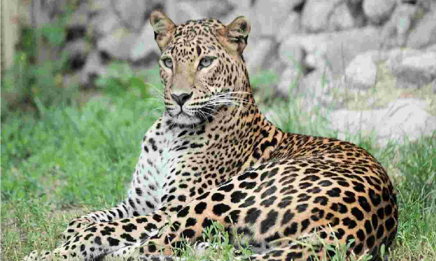 झारखंड : तेंदुए के हमले में दो वनकर्मी घायल