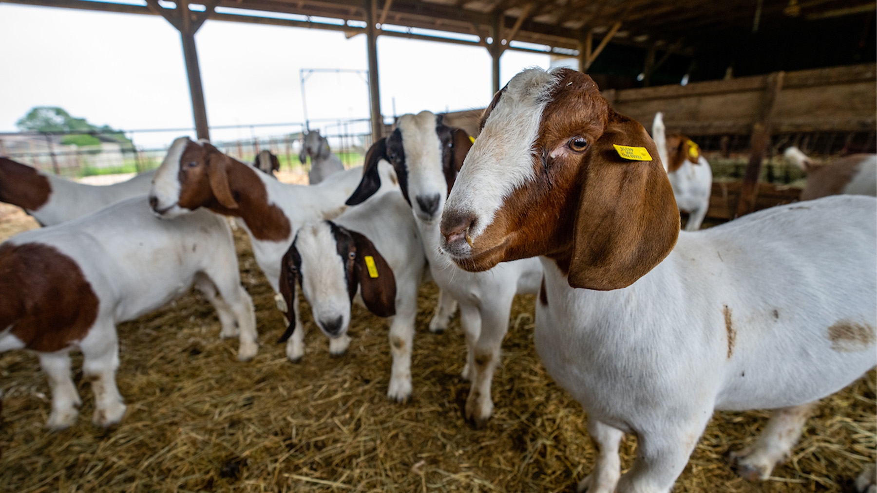 संभल: बकरीद पर खुले में कुर्बानी की इजाजत नहीं: जिलाधिकारी