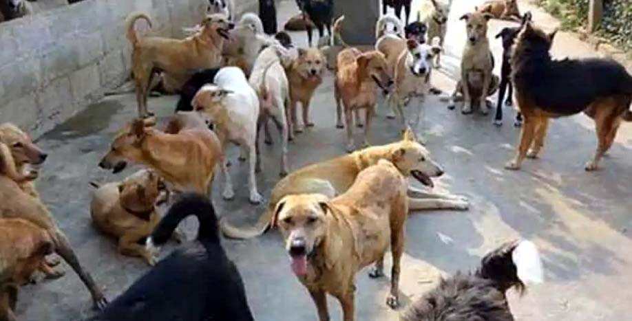 आवारा कुत्तो को लेकर दिए गए आदेश पर पुनर्विचार के सवाल पर बोले CJI, “कर सकते हैं पुनर्विचार”