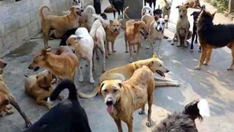 आवारा कुत्तो को लेकर दिए गए आदेश पर पुनर्विचार के सवाल पर बोले CJI, “कर सकते हैं पुनर्विचार”